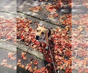 Beagle Dogs for adoption in Thomasville, NC, USA