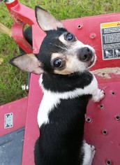 Rat Terrier Dogs for adoption in DeRidder, LA, USA