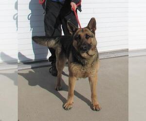 German Shepherd Dog Dogs for adoption in Louisville, KY, USA