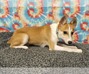 Basenji-Unknown Mix Dogs for adoption in Royal Palm Beach, FL, USA