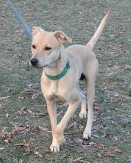 Labrador Retriever-Unknown Mix Dogs for adoption in Akron, OH, USA