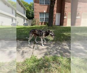 Catahoula Leopard Dog-Unknown Mix Dogs for adoption in Houston, TX, USA