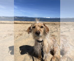 Dachshund-Unknown Mix Dogs for adoption in Chico, CA, USA