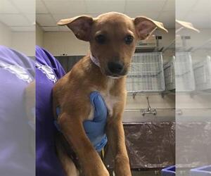 Mutt Dogs for adoption in Conroe, TX, USA