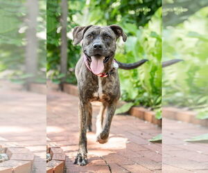 Labrador Retriever-Unknown Mix Dogs for adoption in Holly Springs, NC, USA