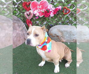 American Bulldog Dogs for adoption in Oklahoma City, OK, USA