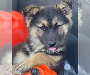 Medium Photo #3 Anatolian Shepherd-Unknown Mix Puppy For Sale in Dana Point, CA, USA