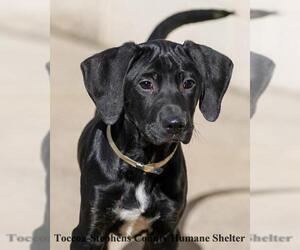 Black and Tan Coonhound-Labrador Retriever-Unknown Mix Dogs for adoption in Toccoa, GA, USA