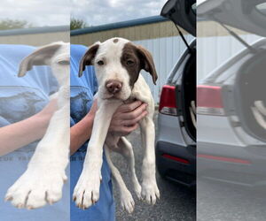 Labrador Retriever-Unknown Mix Dogs for adoption in Sanford, FL, USA
