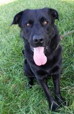 Labrador Retriever-Unknown Mix Dogs for adoption in Valley Falls, KS, USA
