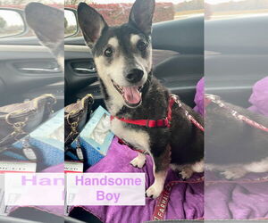 Mutt Dogs for adoption in Marine City, MI, USA