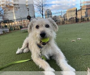 Cairn Terrier-Golden Retriever Mix Dogs for adoption in Boston, MA, USA
