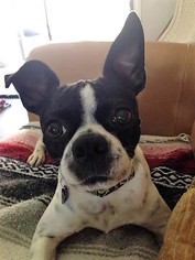 Boston Terrier-Unknown Mix Dogs for adoption in Lake Mary, FL, USA
