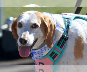 Treeing Walker Coonhound Dogs for adoption in Tampa, FL, USA