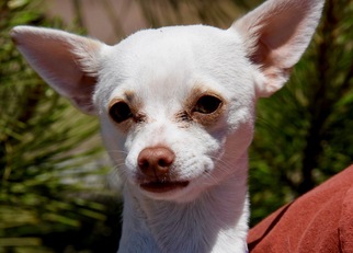 Chihuahua-Unknown Mix Dogs for adoption in Payson, AZ, USA