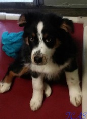 Border Collie Dogs for adoption in Morehead, KY, USA