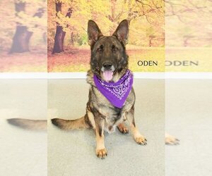 German Shepherd Dog Dogs for adoption in Cottageville, WV, USA