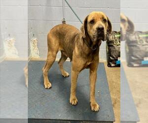 Mutt Dogs for adoption in Woodland, CA, USA