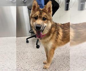 German Shepherd Dog-Unknown Mix Dogs for adoption in Brighton, CO, USA