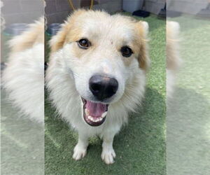 Border Collie-Siberian Husky Mix Dogs for adoption in Lakewood, CO, USA