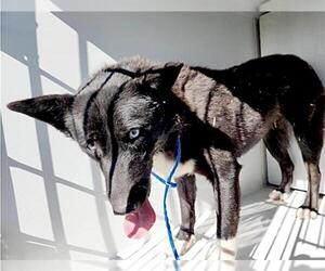 Border Collie-Unknown Mix Dogs for adoption in Houston, TX, USA