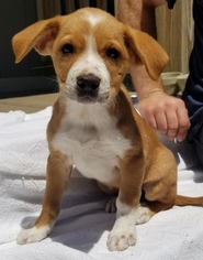 Beago Dogs for adoption in SHERBURNE, NY, USA