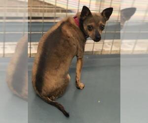 Chihuahua Dogs for adoption in Chico, CA, USA