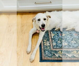 Golden Retriever-Huskies  Mix Dogs for adoption in Winter Park, CO, USA