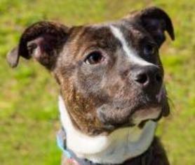 American Staffordshire Terrier Dogs for adoption in Chattanooga, TN, USA