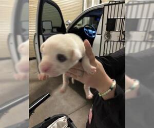 Mutt Dogs for adoption in Houston, TX, USA