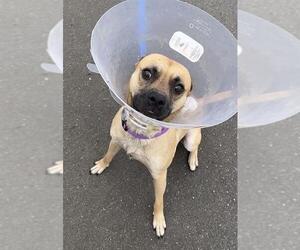 Pug-Unknown Mix Dogs for adoption in Elk Grove, CA, USA