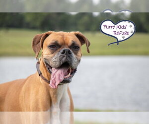 Boxer Dogs for adoption in Lee's Summit, MO, USA