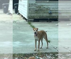 Labrador Retriever-Unknown Mix Dogs for adoption in Houston, TX, USA