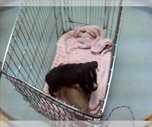 Mutt Dogs for adoption in Tulsa, OK, USA