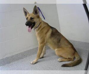 German Shepherd Dog-Unknown Mix Dogs for adoption in Pasadena, TX, USA