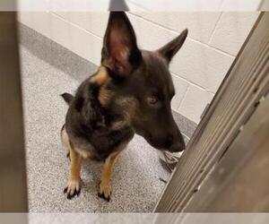 German Shepherd Dog Dogs for adoption in Houston, TX, USA