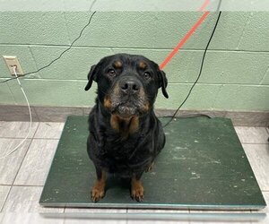 Rottweiler Dogs for adoption in Grand Prairie, TX, USA