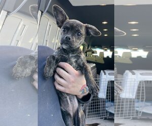 Chug Dogs for adoption in El Centro, CA, USA
