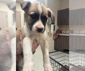 Anatolian Shepherd-Unknown Mix Dogs for adoption in Conroe, TX, USA