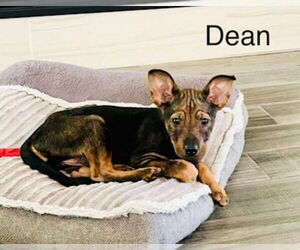 Mutt Dogs for adoption in Lakewood, CO, USA