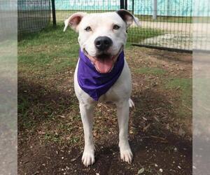 Medium Photo #1 American Staffordshire Terrier-Unknown Mix Puppy For Sale in San Antonio, TX, USA