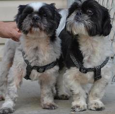Shih Tzu-Unknown Mix Dogs for adoption in Kansas City, MO, USA