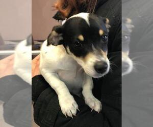 Jack-Rat Terrier Dogs for adoption in Fredericksburg, VA, USA