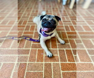 Pug Dogs for adoption in Alexander, AR, USA