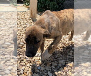 Mutt Dogs for adoption in HESPERIA, CA, USA