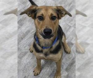 Affenpinscher Dogs for adoption in Neillsville, WI, USA