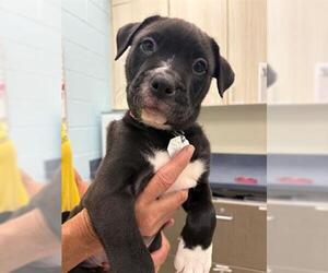 Labrador Retriever Dogs for adoption in Brighton, CO, USA