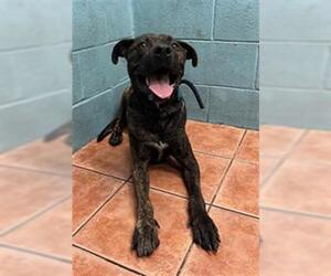 American Pit Bull Terrier Dogs for adoption in Downey, CA, USA