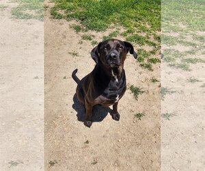 Mutt Dogs for adoption in Maquoketa, IA, USA