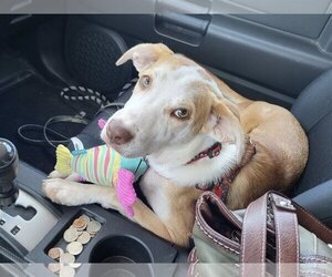 Mutt Dogs for adoption in Omaha, NE, USA